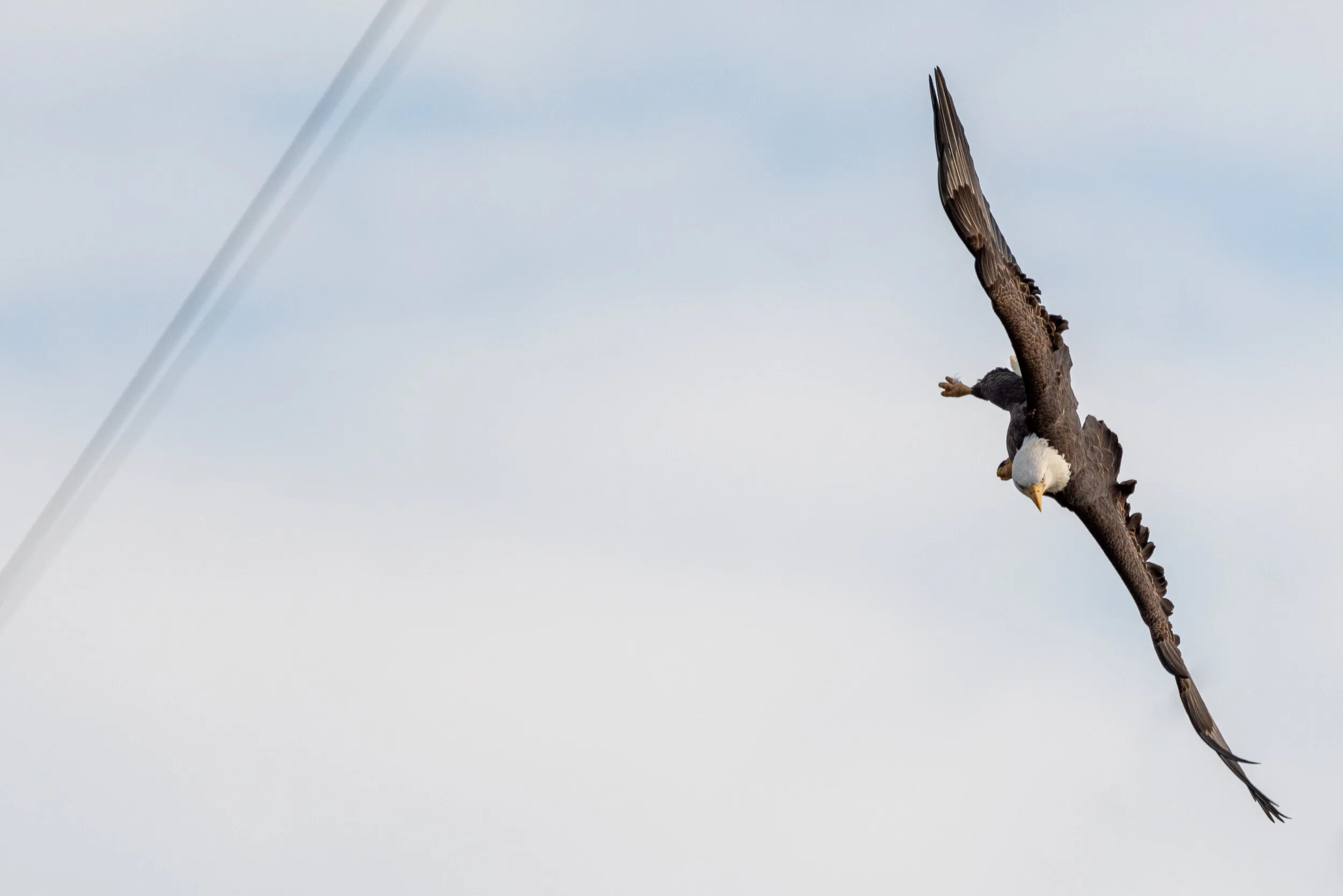 A bald eagle banking in flight against a pale sky