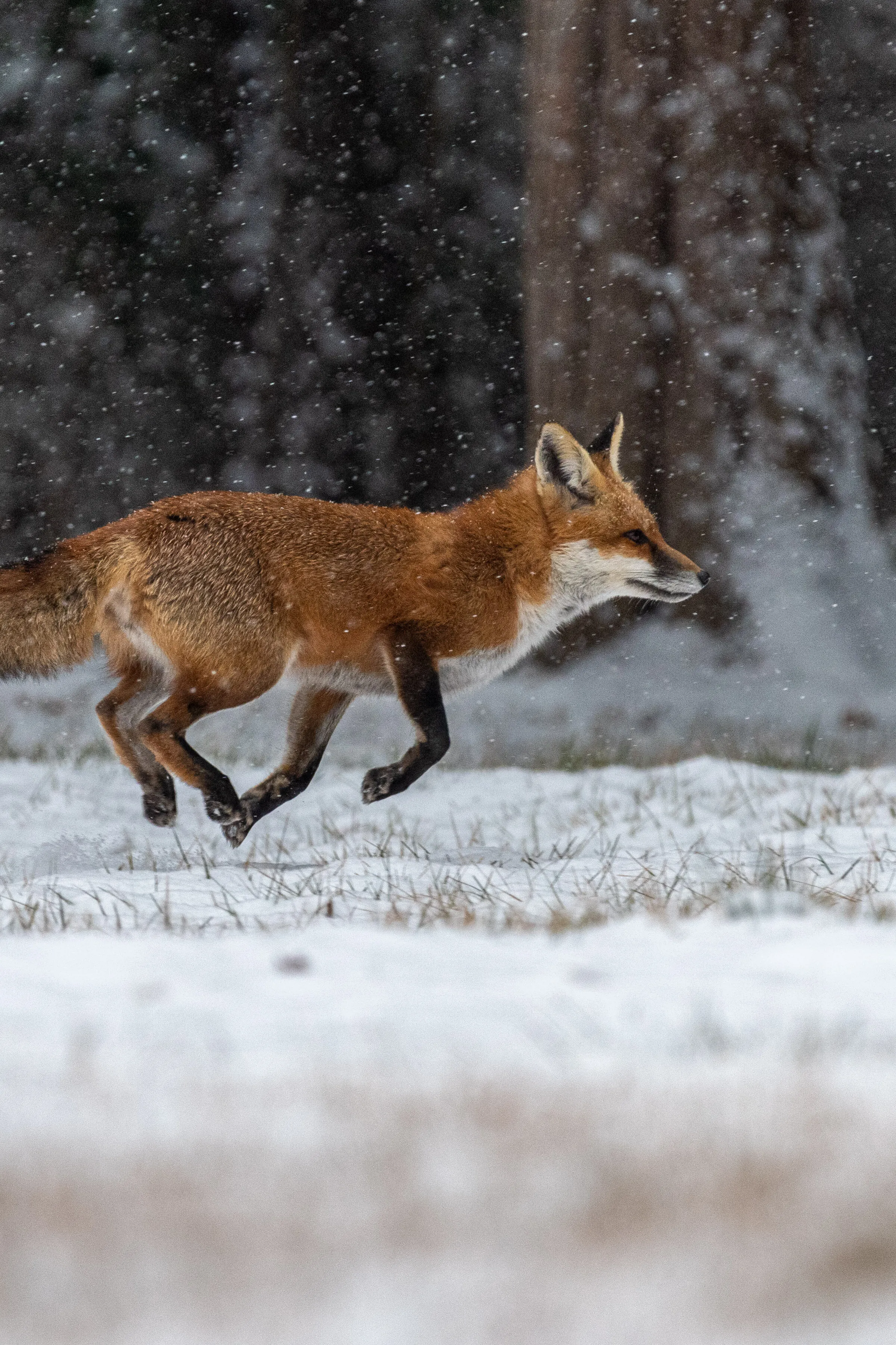 A red fox running through falling snow