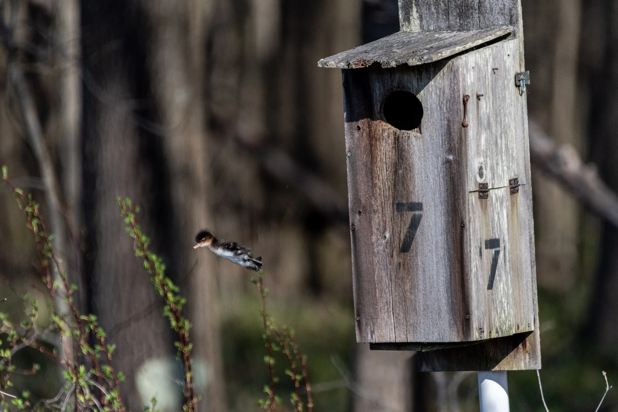 A small bird flying beside a wooden nesting box
