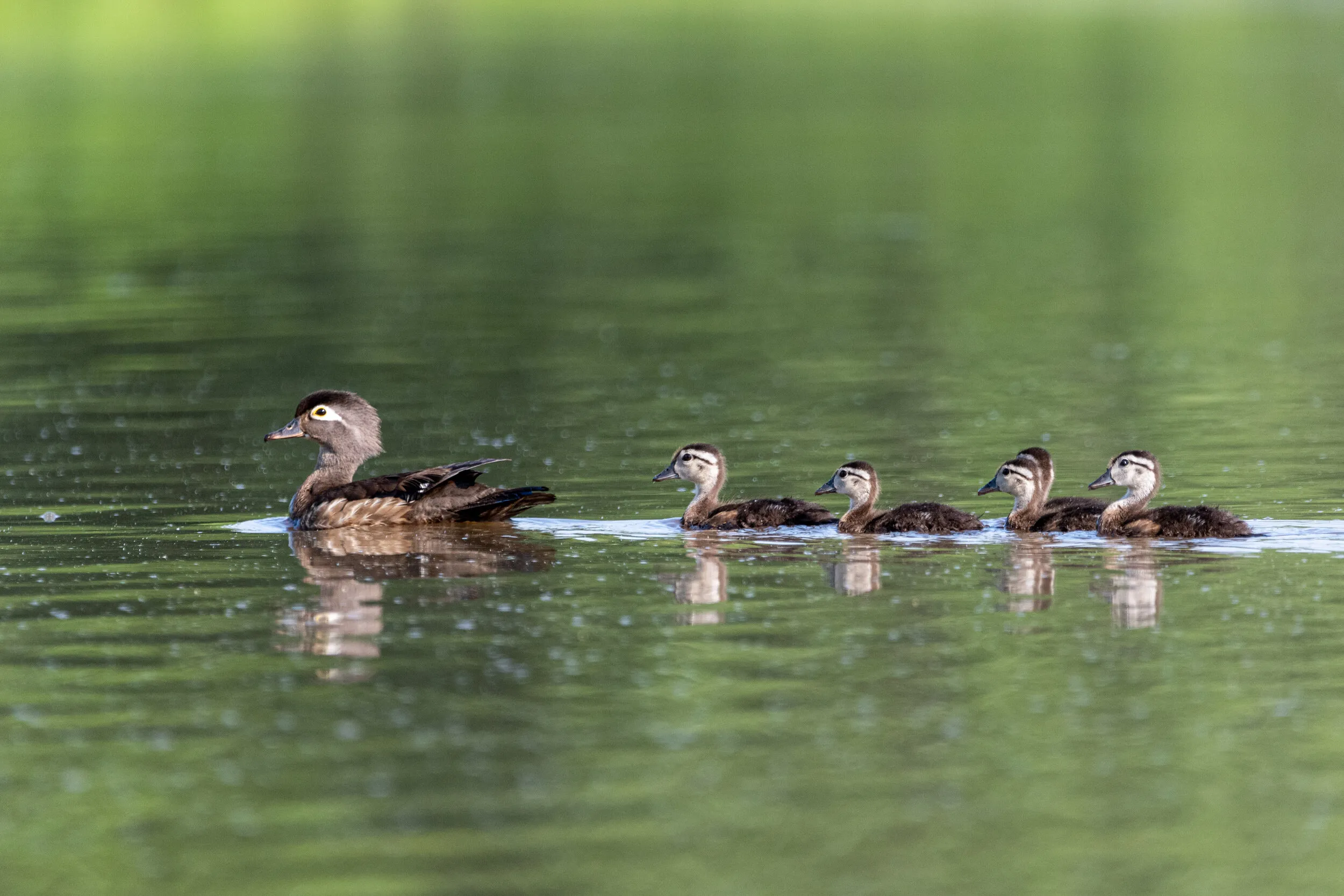 A wood duck swimming ahead of a line of four ducklings on still green water