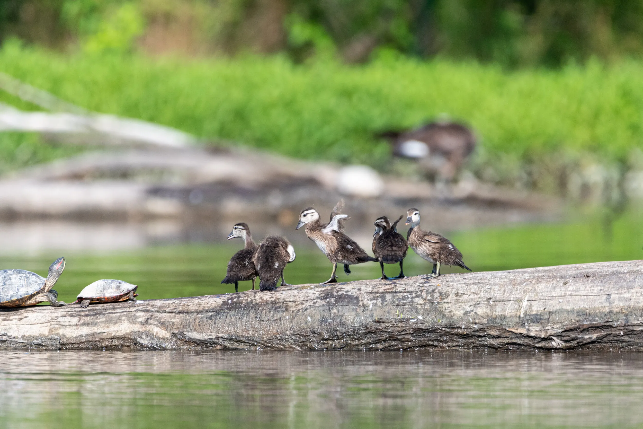 Five ducklings and two turtles on a fallen log in a marsh