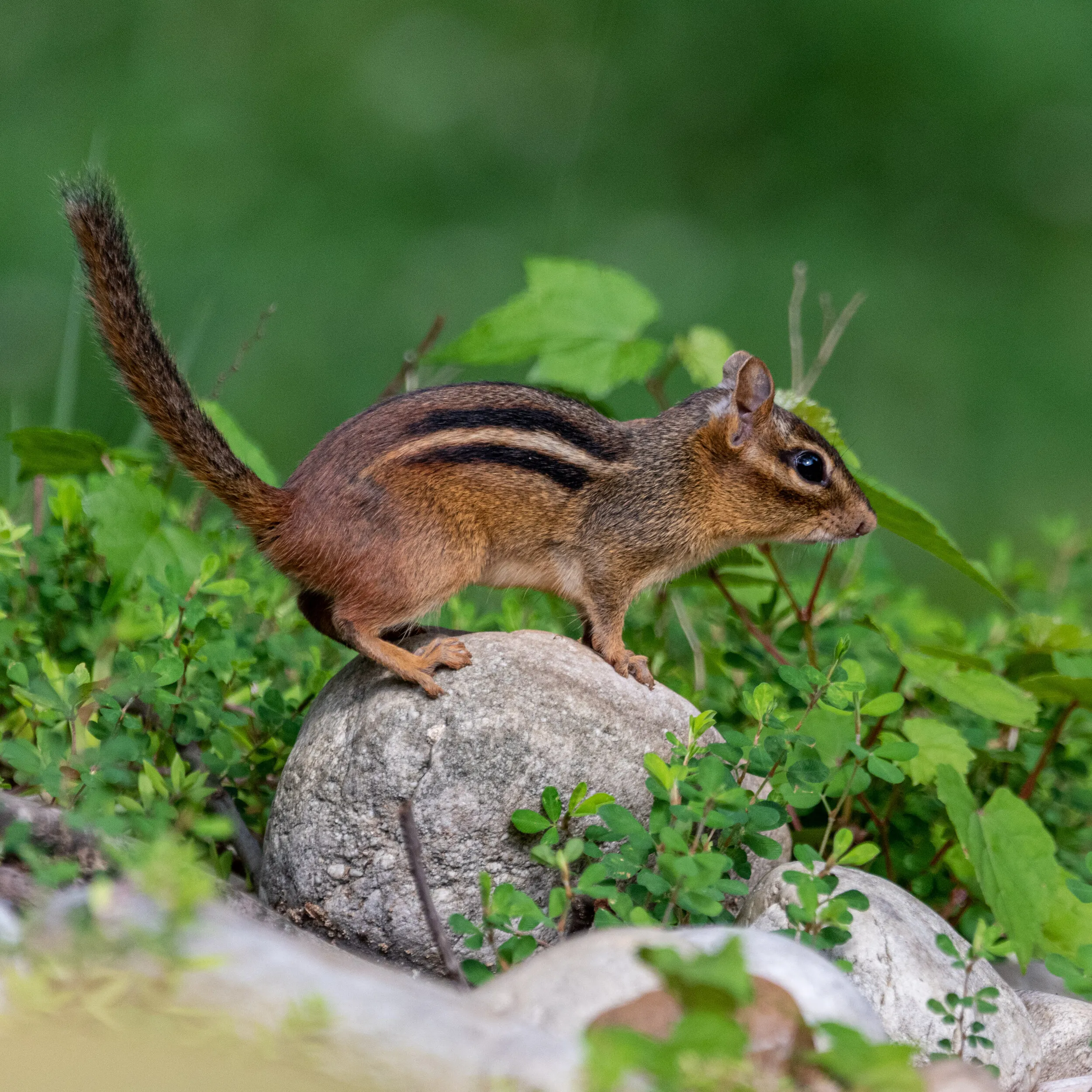 A chipmunk standing on a rock among green leaves