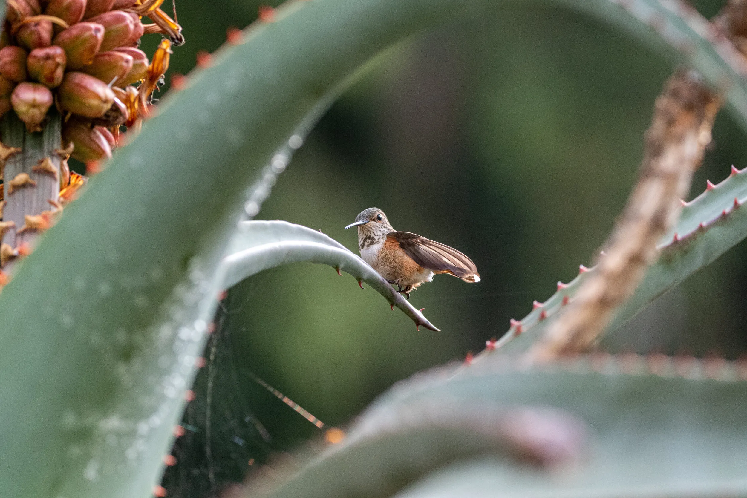 A hummingbird perched on a spiny aloe leaf