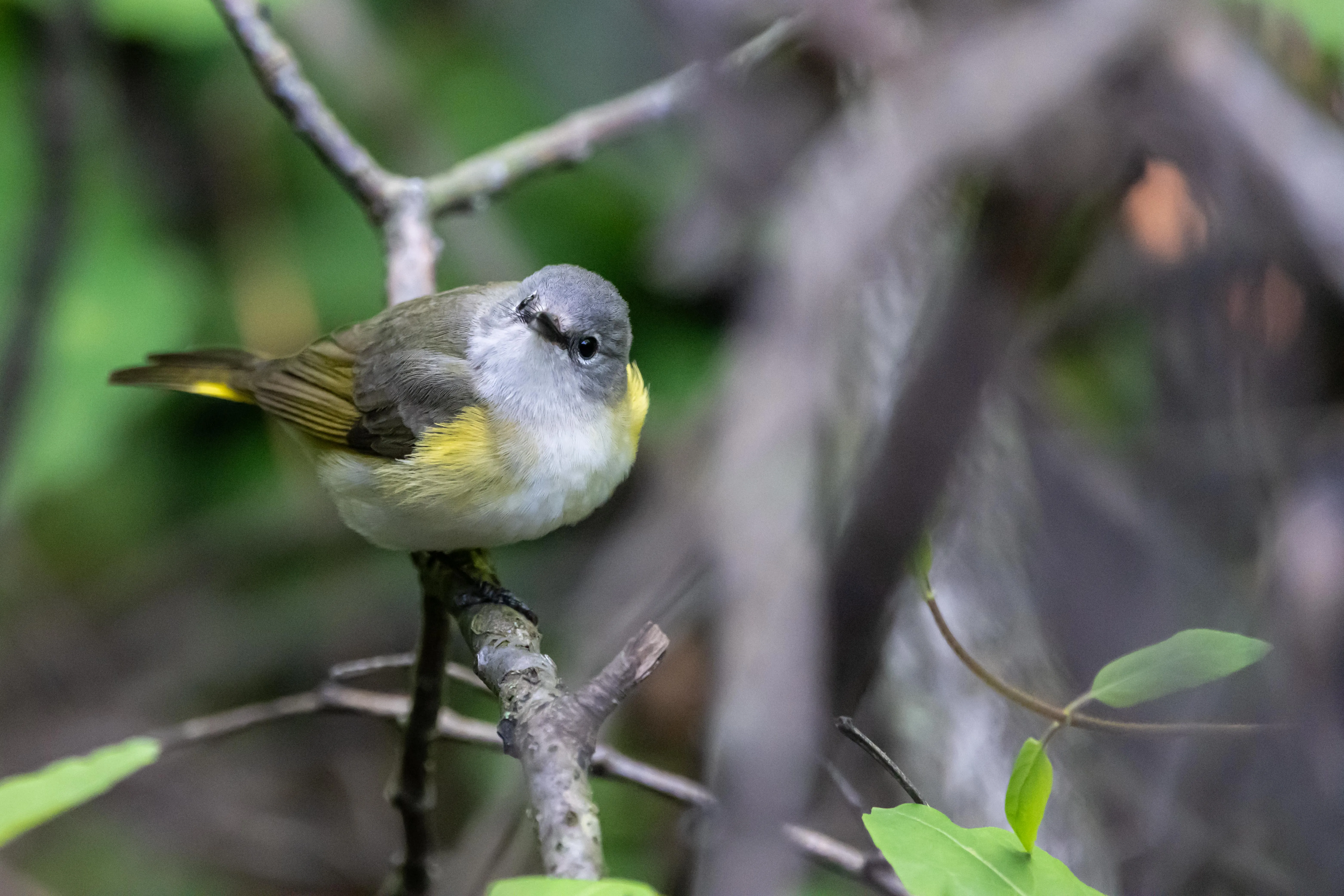 A small gray and yellow warbler perched on a thin branch, with blurred green foliage behind it